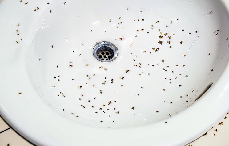 How To Get Rid Of Drain Flies — Fast Method ‐ Big Blue Plumbing