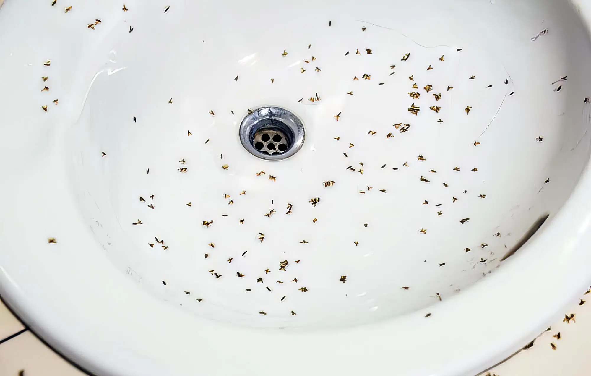 https://zeve.au/bigblue/uploads/2022/10/drain-flies-in-bathroom-sink.jpg