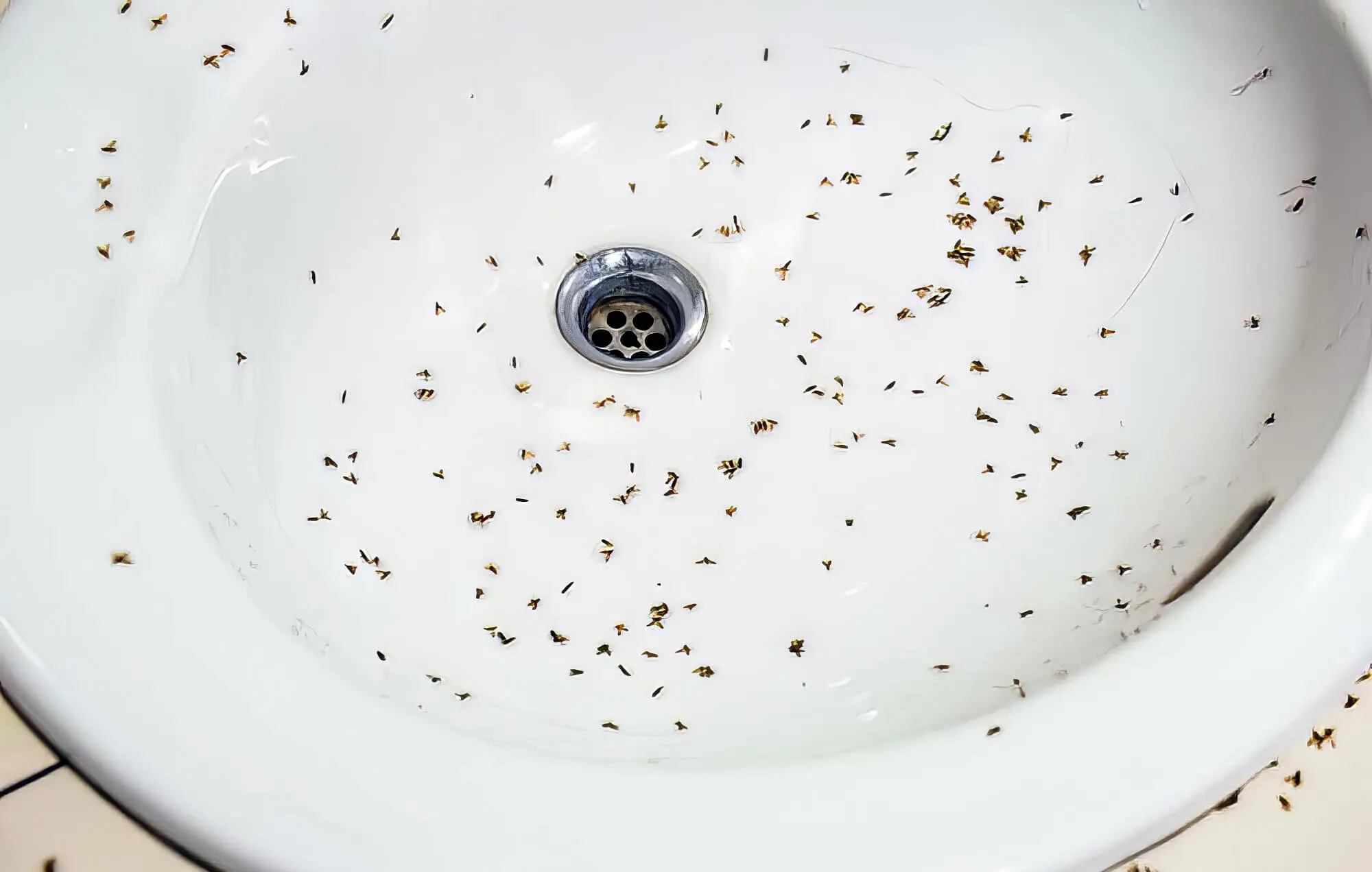 Drain Flies In Bathroom Sink 