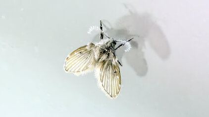 Rid Drain Flies