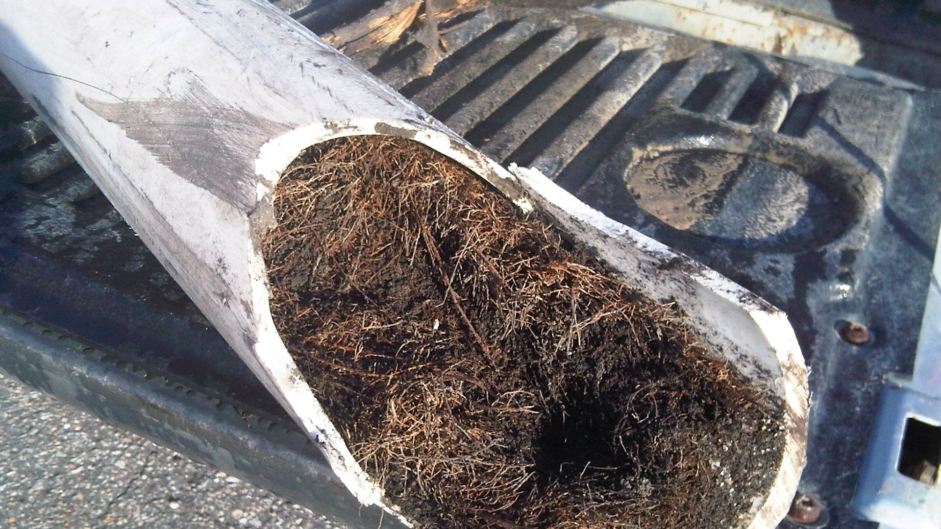 Tree Roots Stormwater