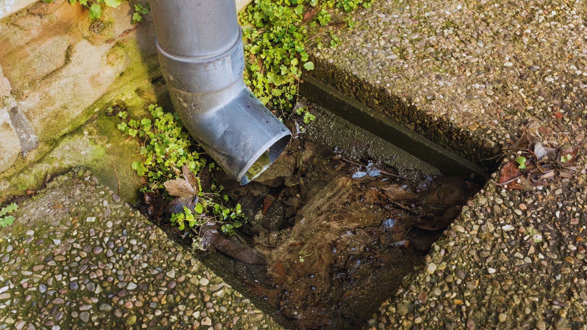 Downpipe Drain Blocked With Leaves And Dirt Sunshine Coast Downpipe Drain Blocked Leaves Dirt Sunshine Coast