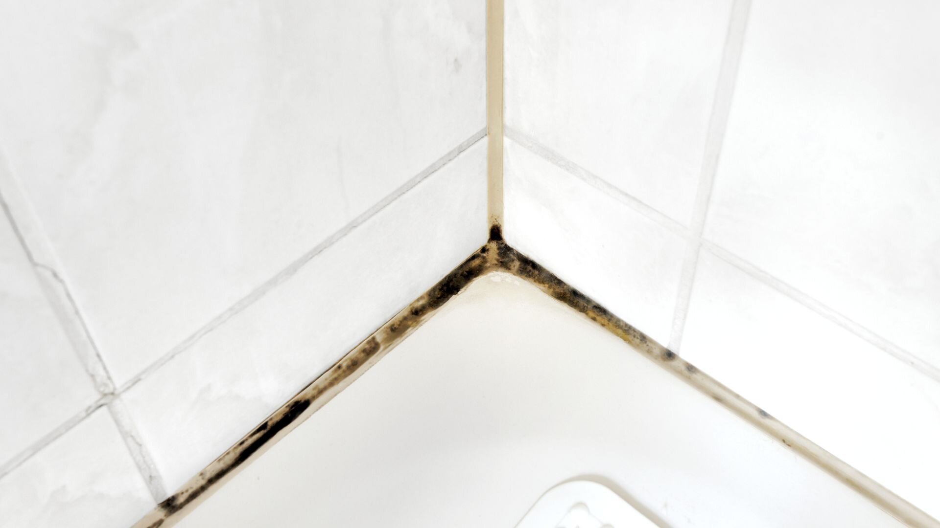 2024 05 Mould On Bathroom Tiles Mould Bathroom Tiles