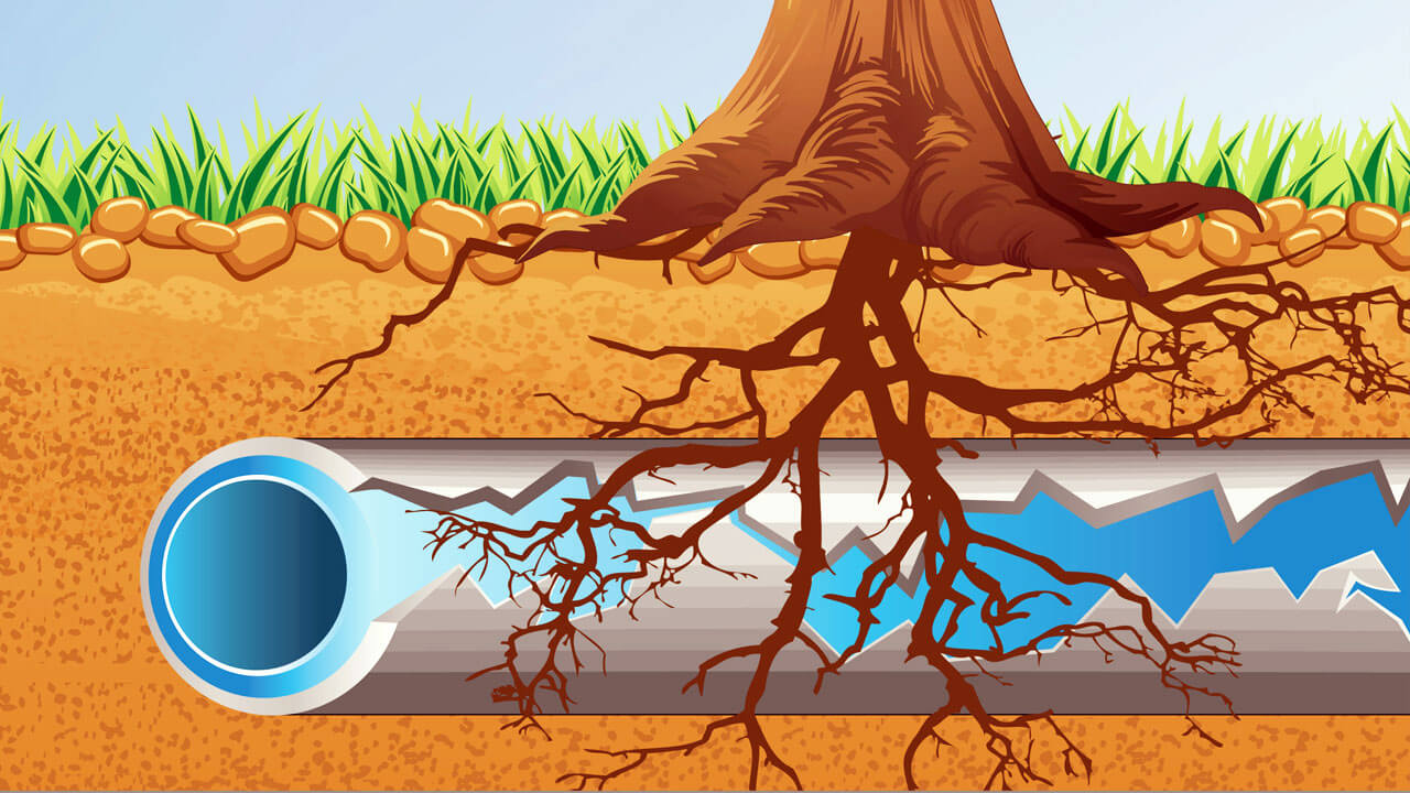 Pipe Destroyed Tree Root