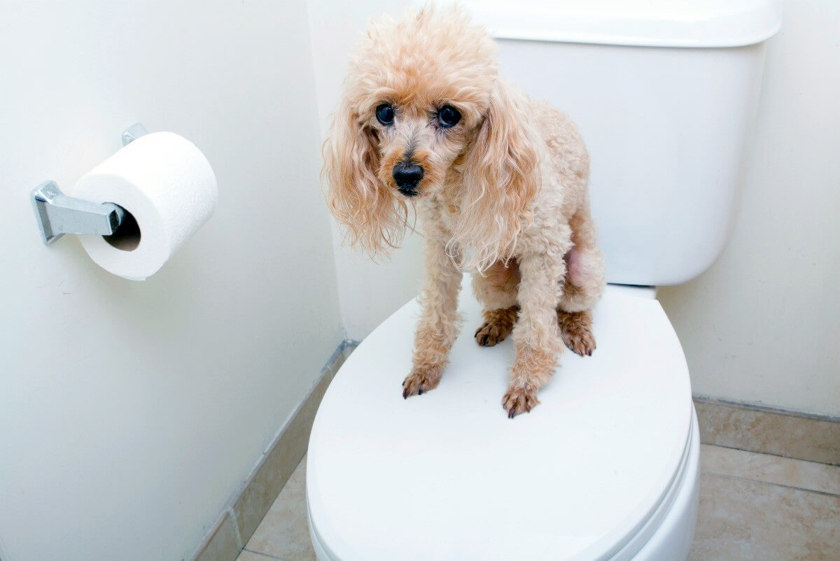 Dog Toilet Roll Holder With Dog Sitting on Toilet 