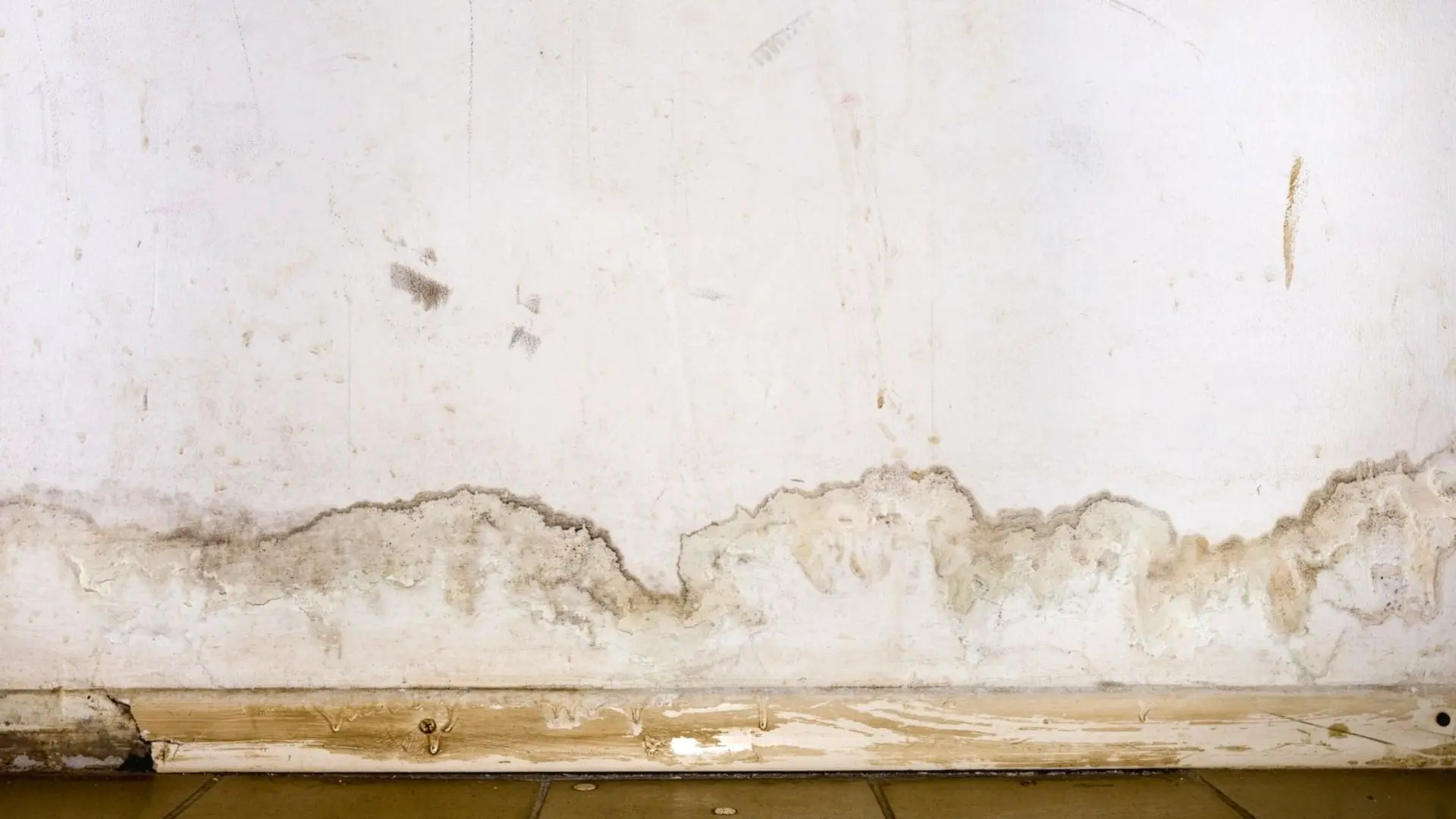 What is Rising Damp? | Treatments, FAQs & Images of Walls