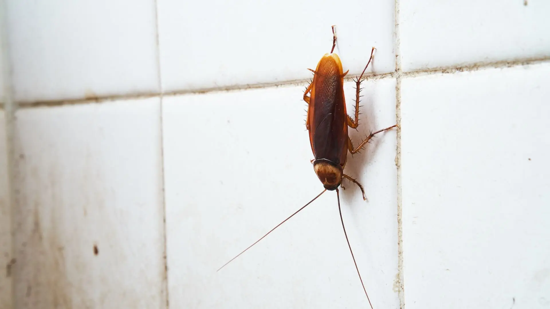 Yes Blocked Drains Can Attract Pests Here S Why Fixed Today Plumbing   Cockroach In Bathroom 