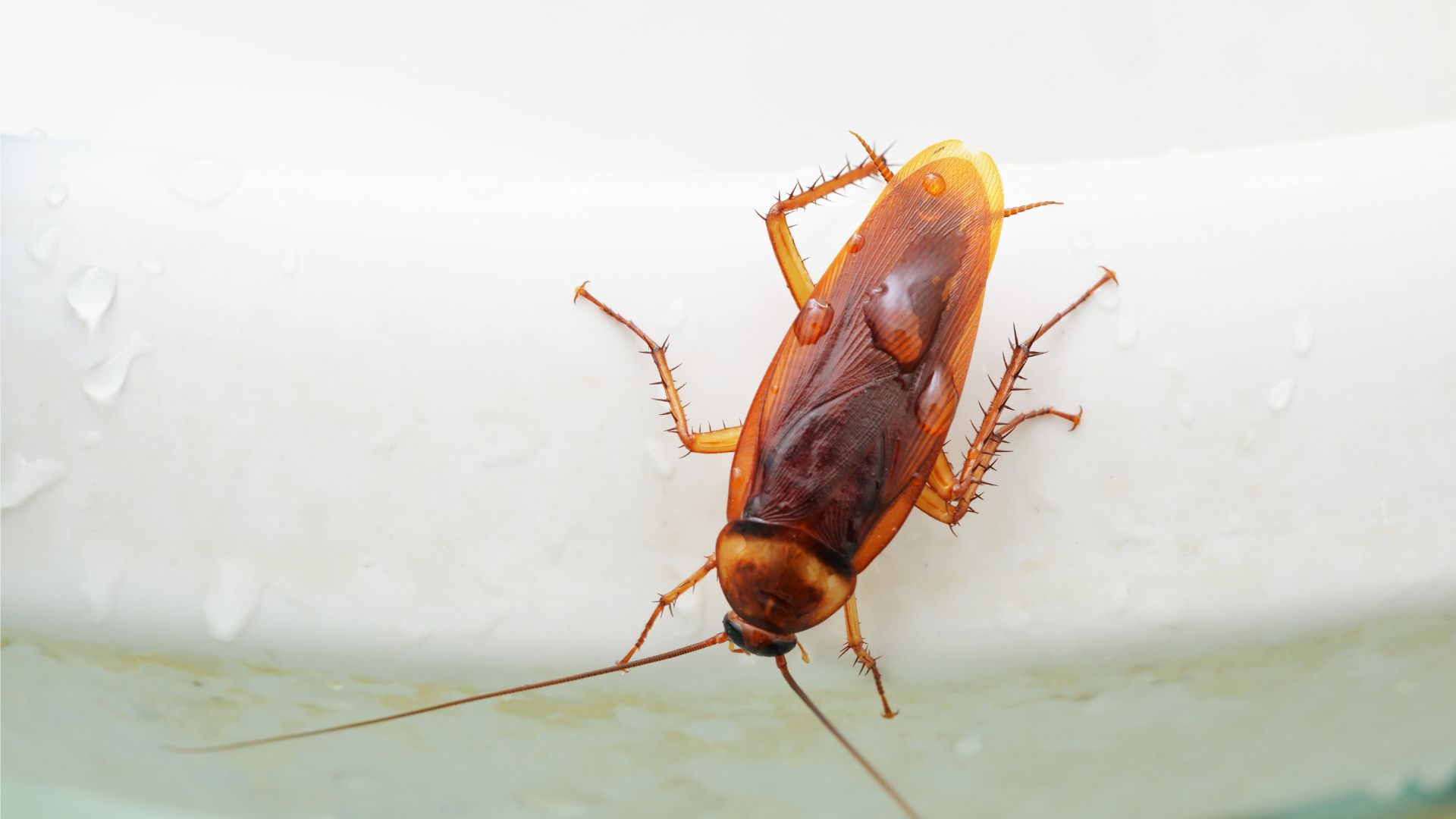 Cockroaches Blocked Drains