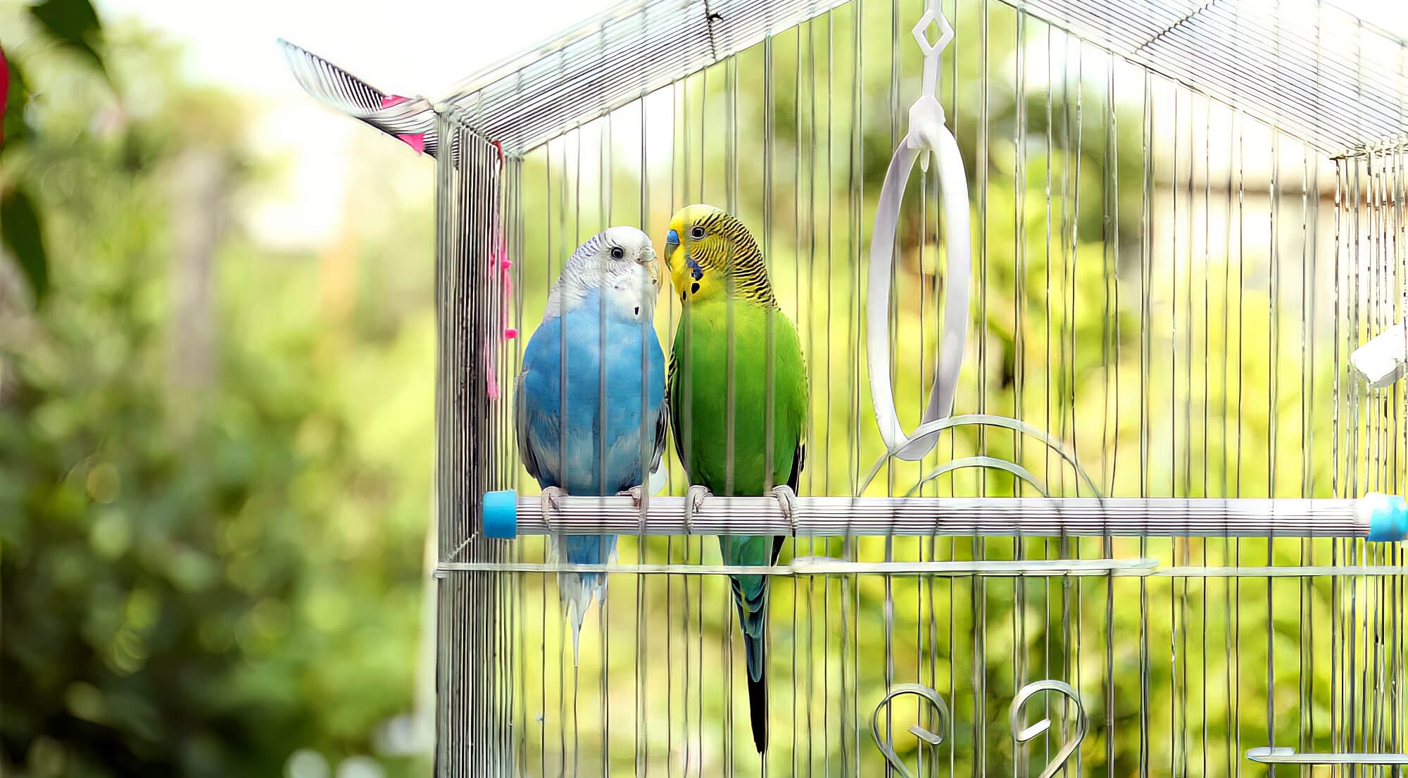 2 Birds In Outdoor Open Cage