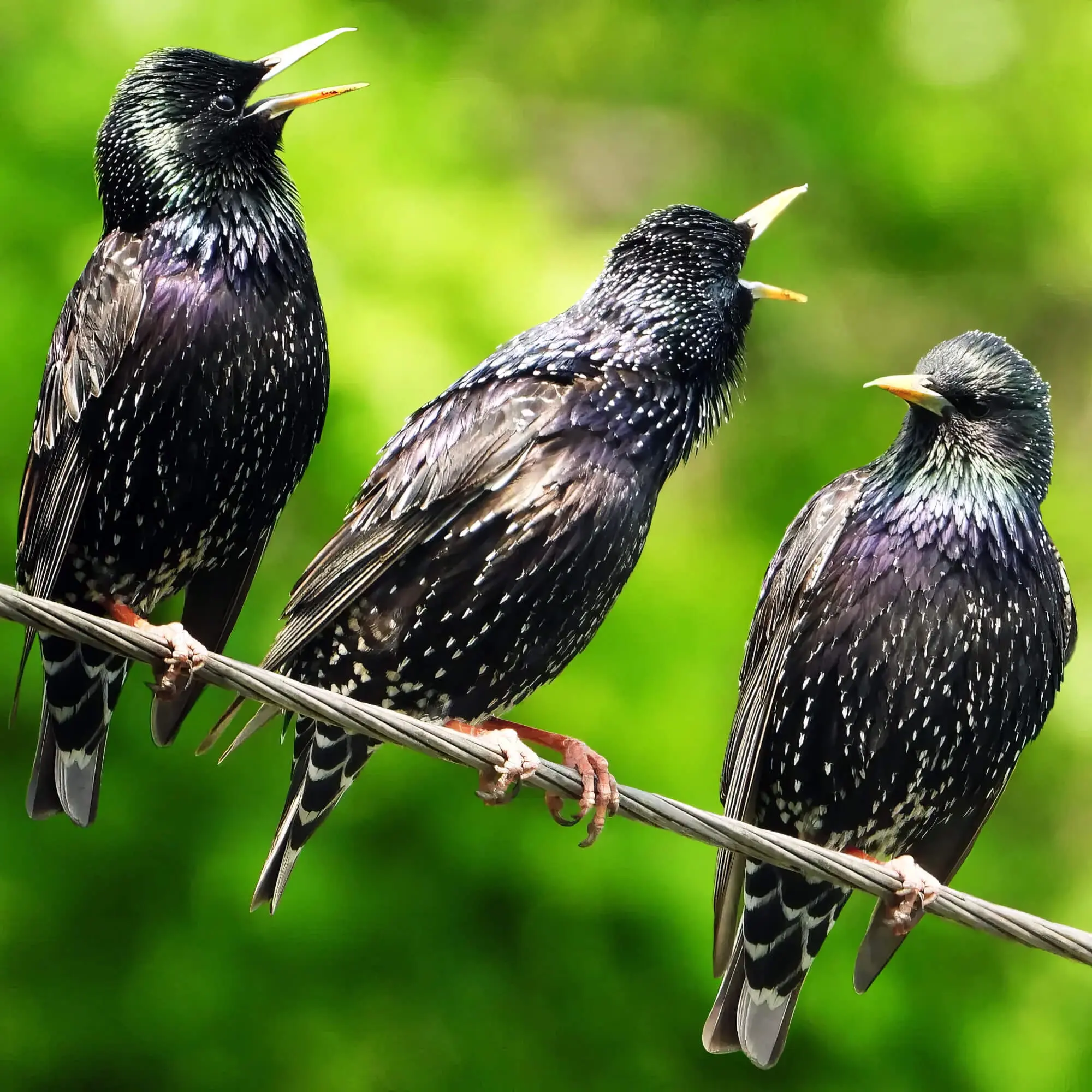 3 Birds Singing Songs 3 Birds Singing Songs