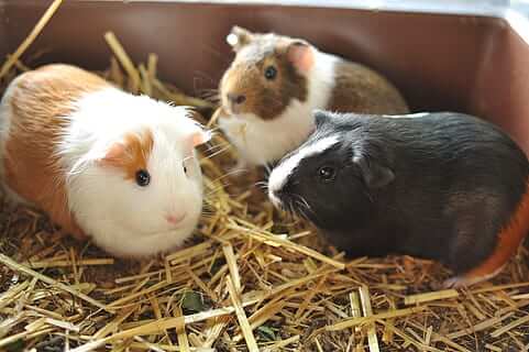 3 Guinea Pigs Playing 3 Guinea Pigs Playing