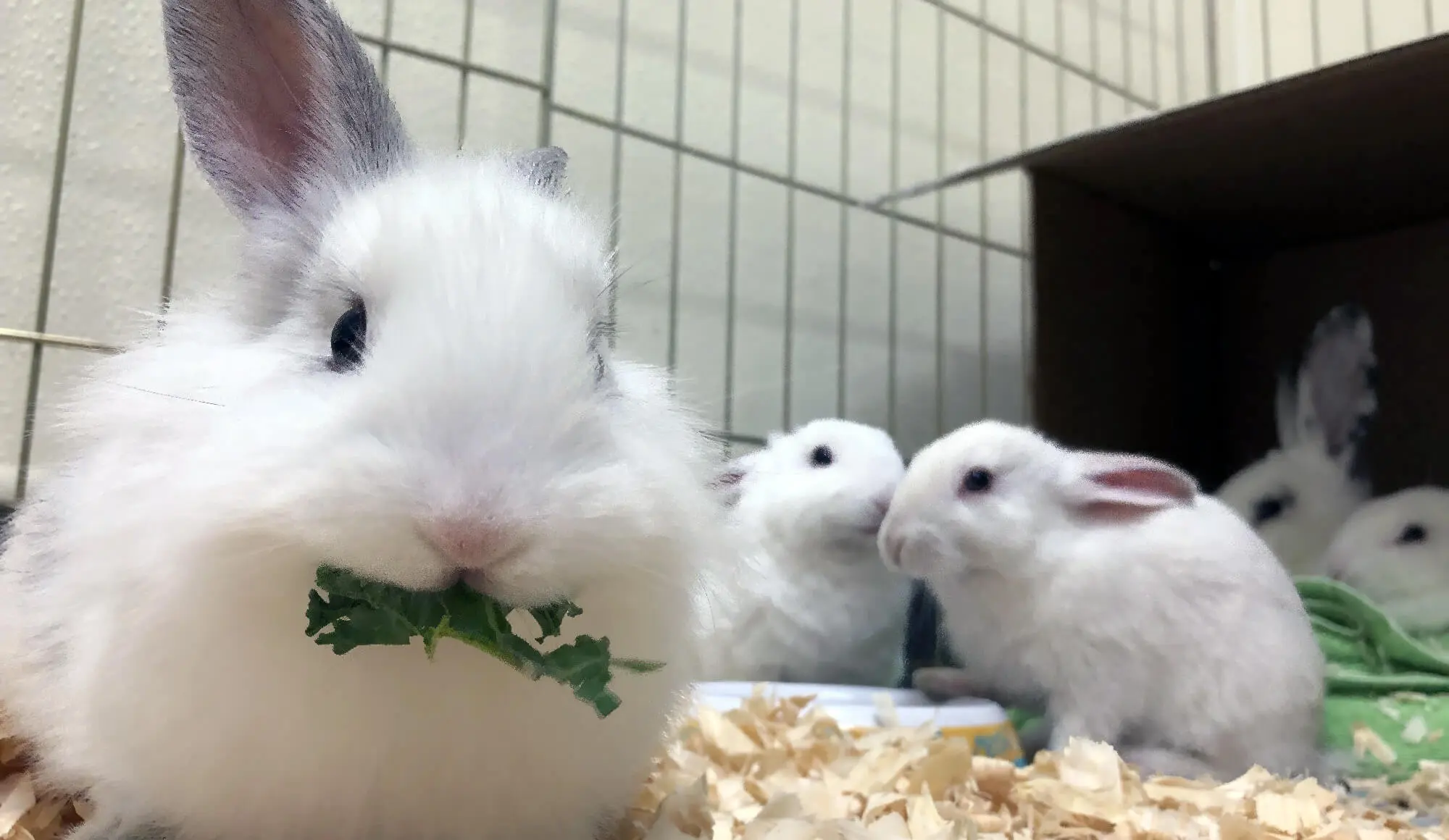 5 Rabbits In A Cage Eating