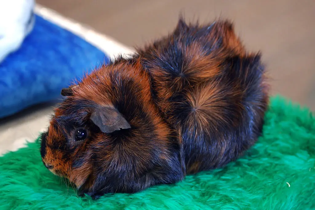 Abyssinian Guinea Pig Abyssinian Guinea Pig