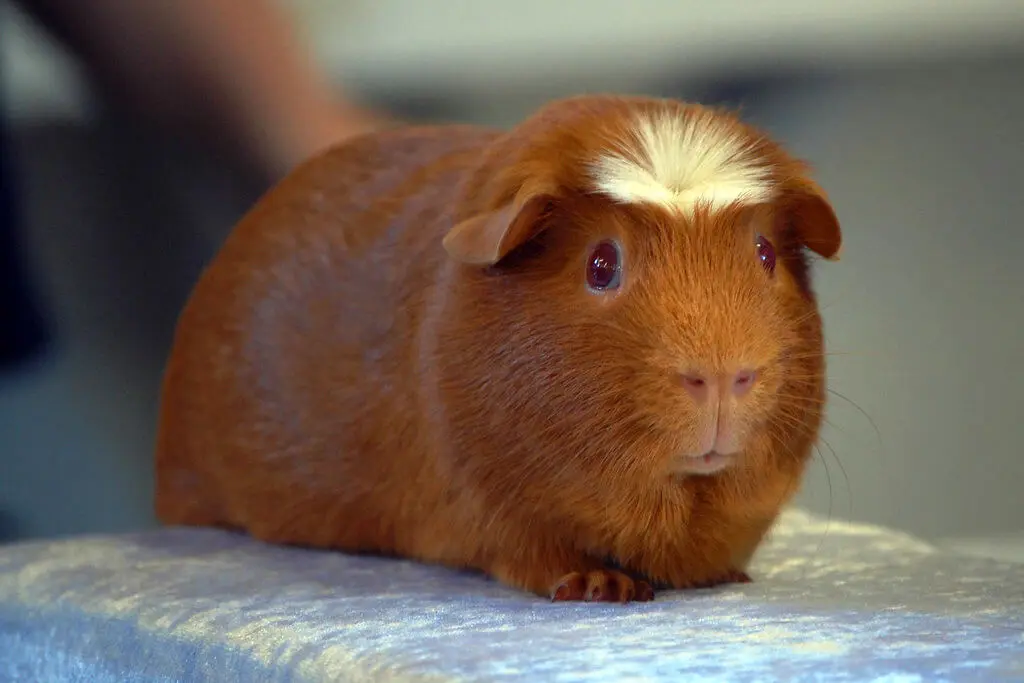American Guinea Pig American Guinea Pig