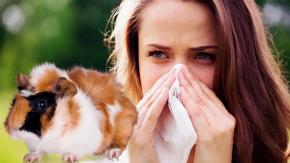 Are Guinea Pigs Hypoallergenic?