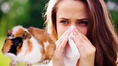 Are Guinea Pigs Hypoallergenic?