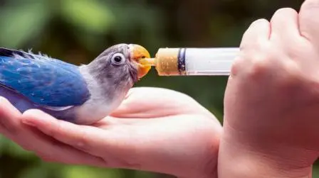 Are Human Foods Bad For Birds?