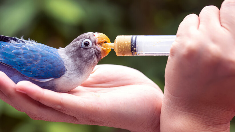 Are Human Foods Bad For Birds?