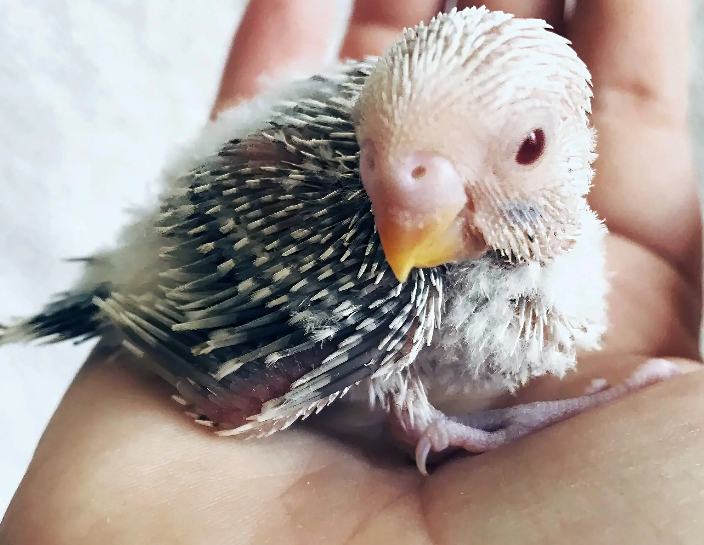 Baby Budgie In Hand