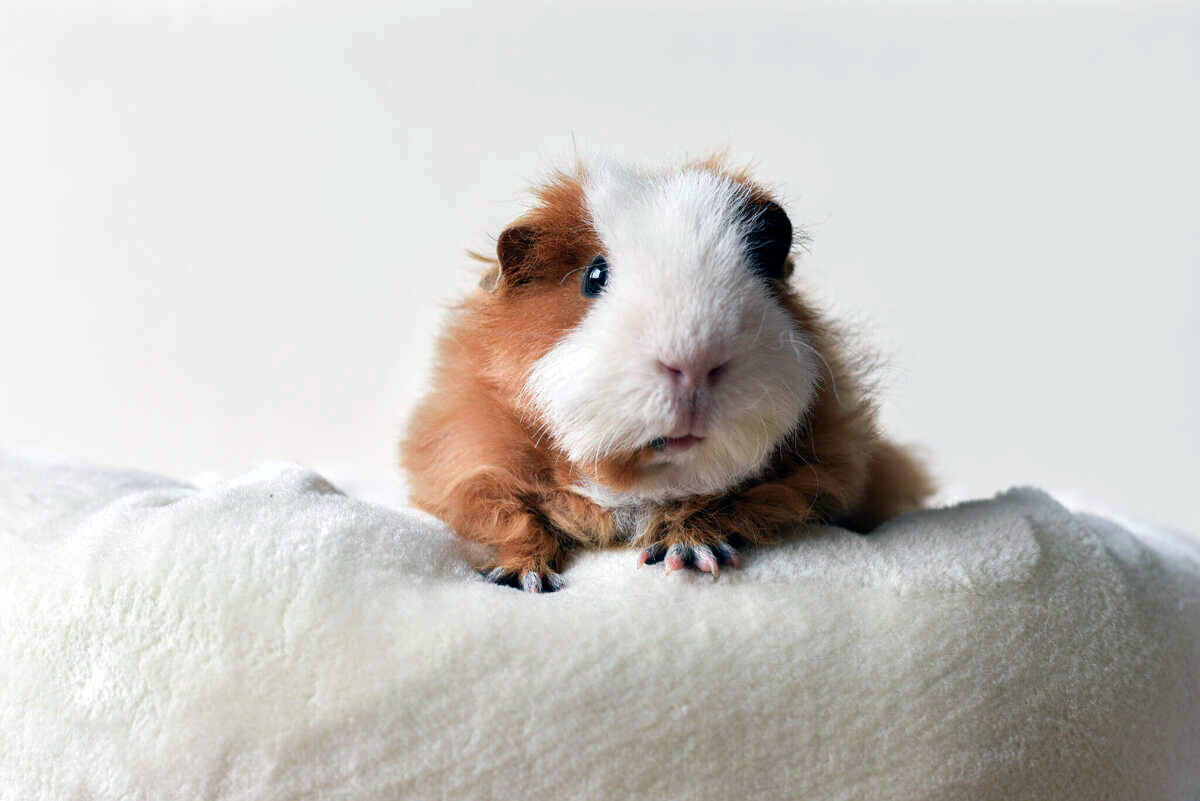 Guinea Pig First Aid Kit Essential Supplies How to Make One - Planet Pet