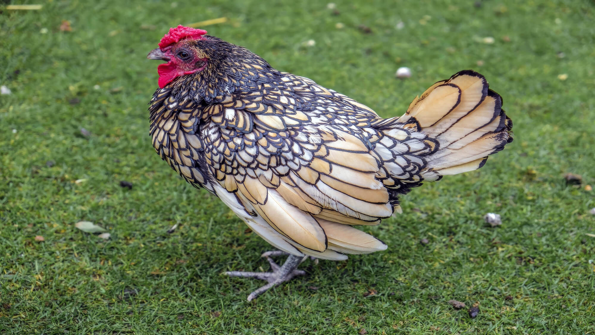 Beautiful Chicken Walking On Grass Beautiful Chicken Walking On Grass