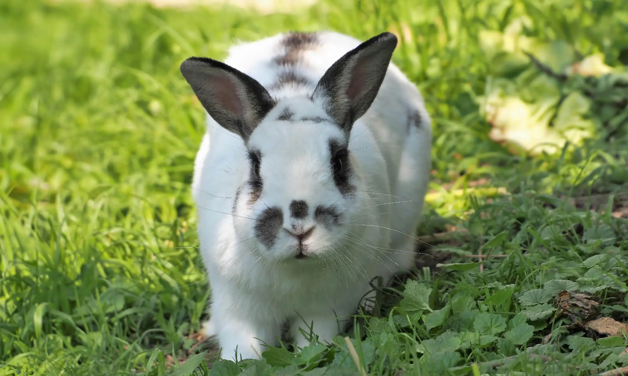 Beautiful Cookie Rabbit Beautiful Cookie Rabbit