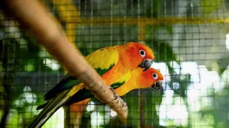 Your Guide to the Best House Birds