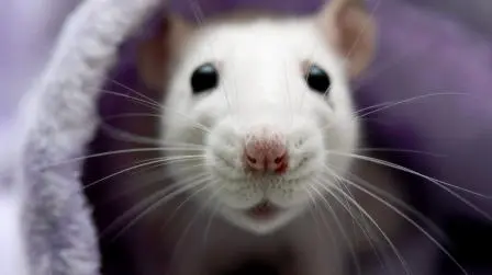 The 10 Best Things About Pet Rats