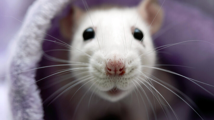 The 10 Best Things About Pet Rats