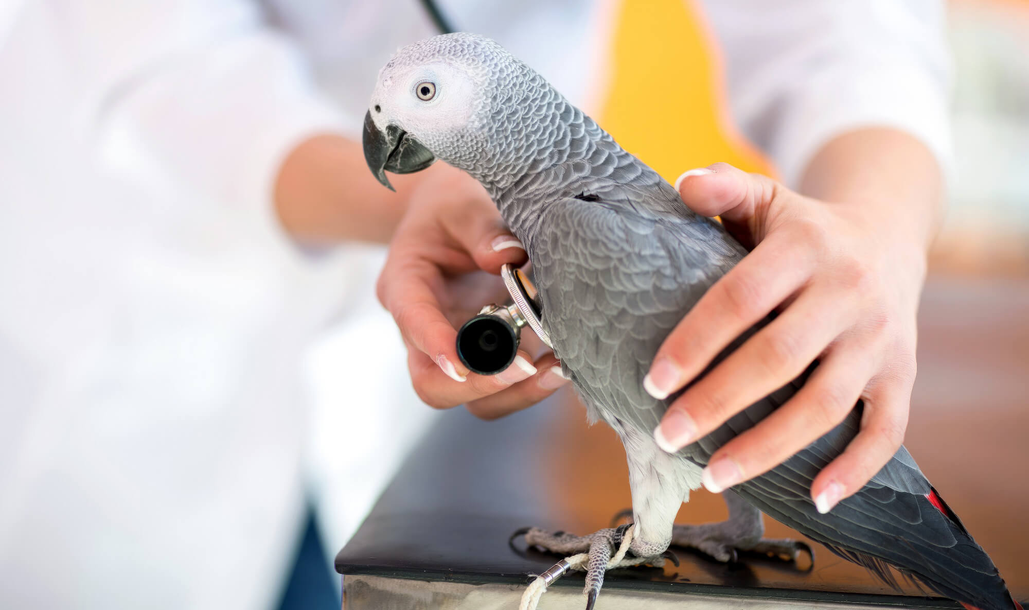 Bird Being Checked At Vet