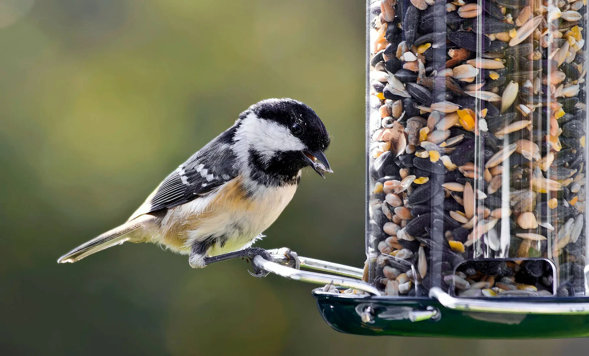Bird Eating From Bird Feeder Bird Eating From Bird Feeder