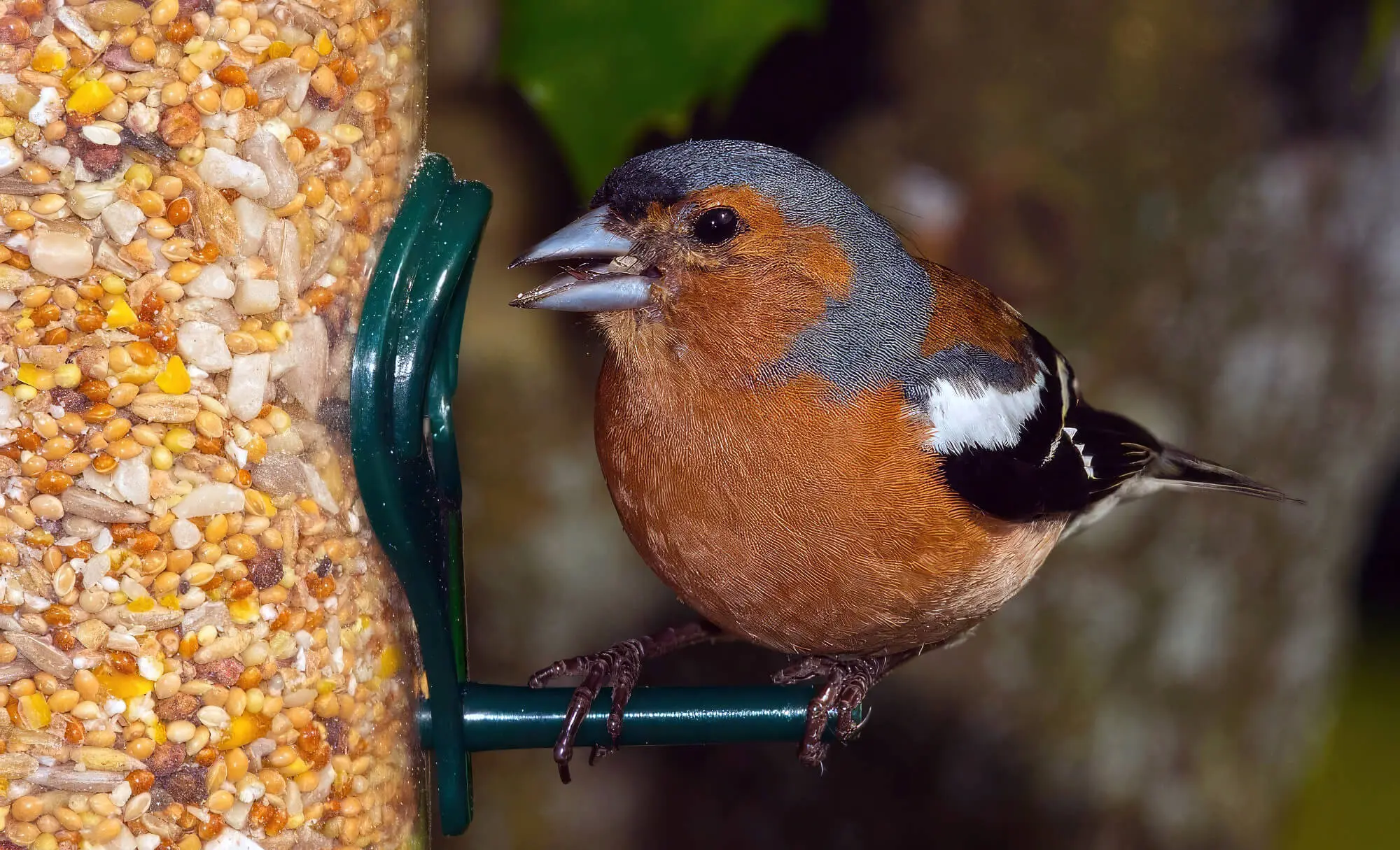Bird Eating Onions And Garlic Powder Bird Eating Onions And Garlic Powder