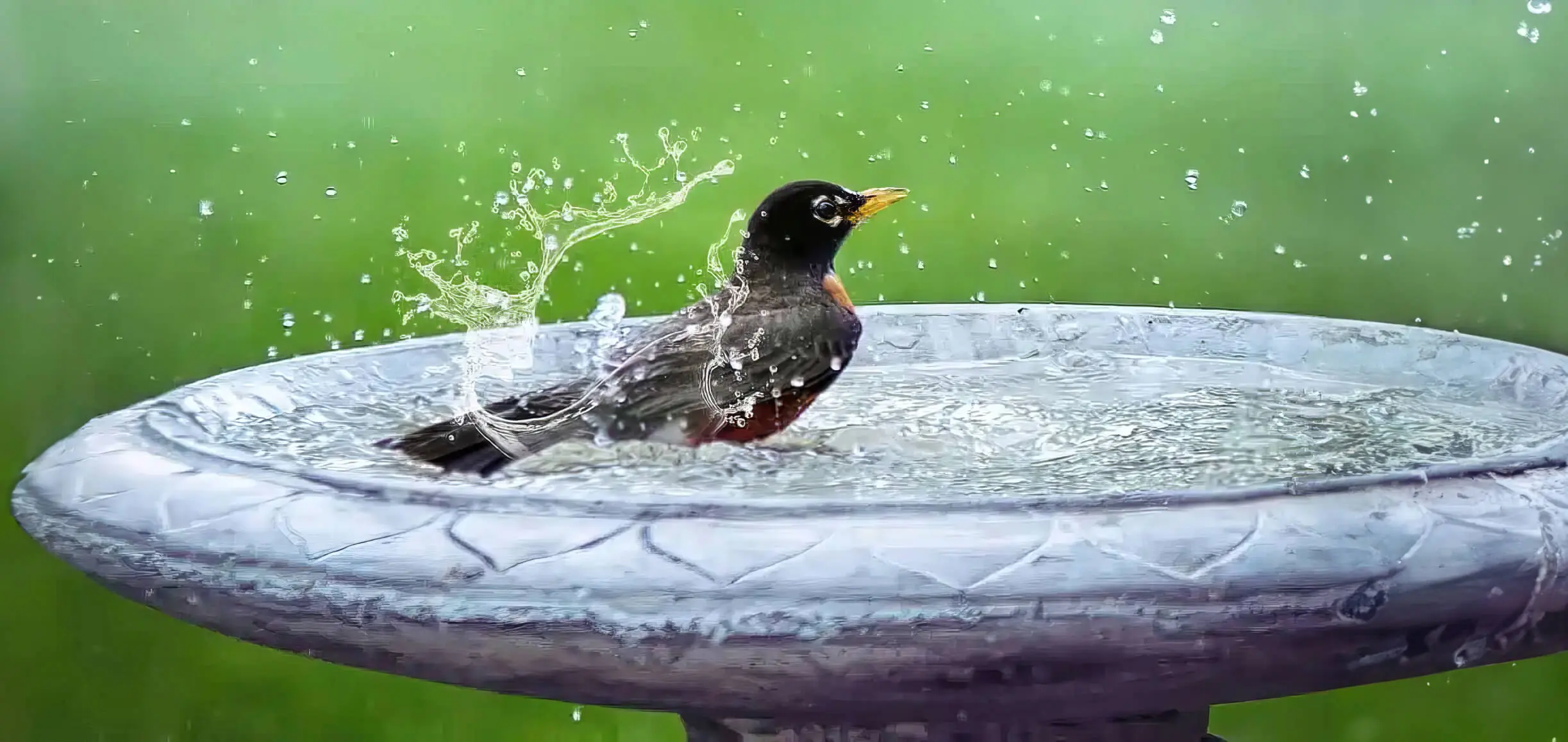 Bird Having Bird Bath In The Rain