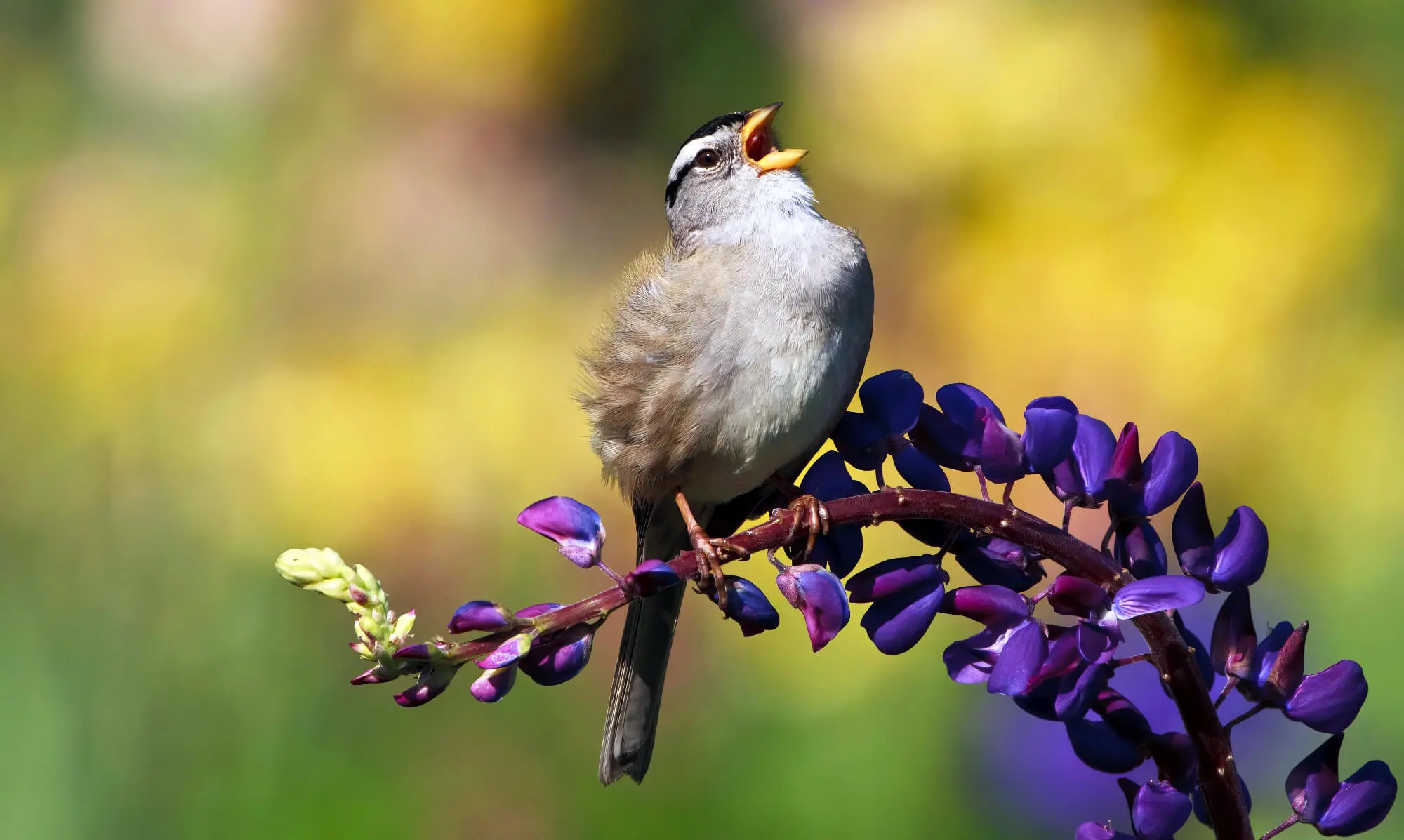 Bird On Purple Plant Singing Bird On Purple Plant Singing