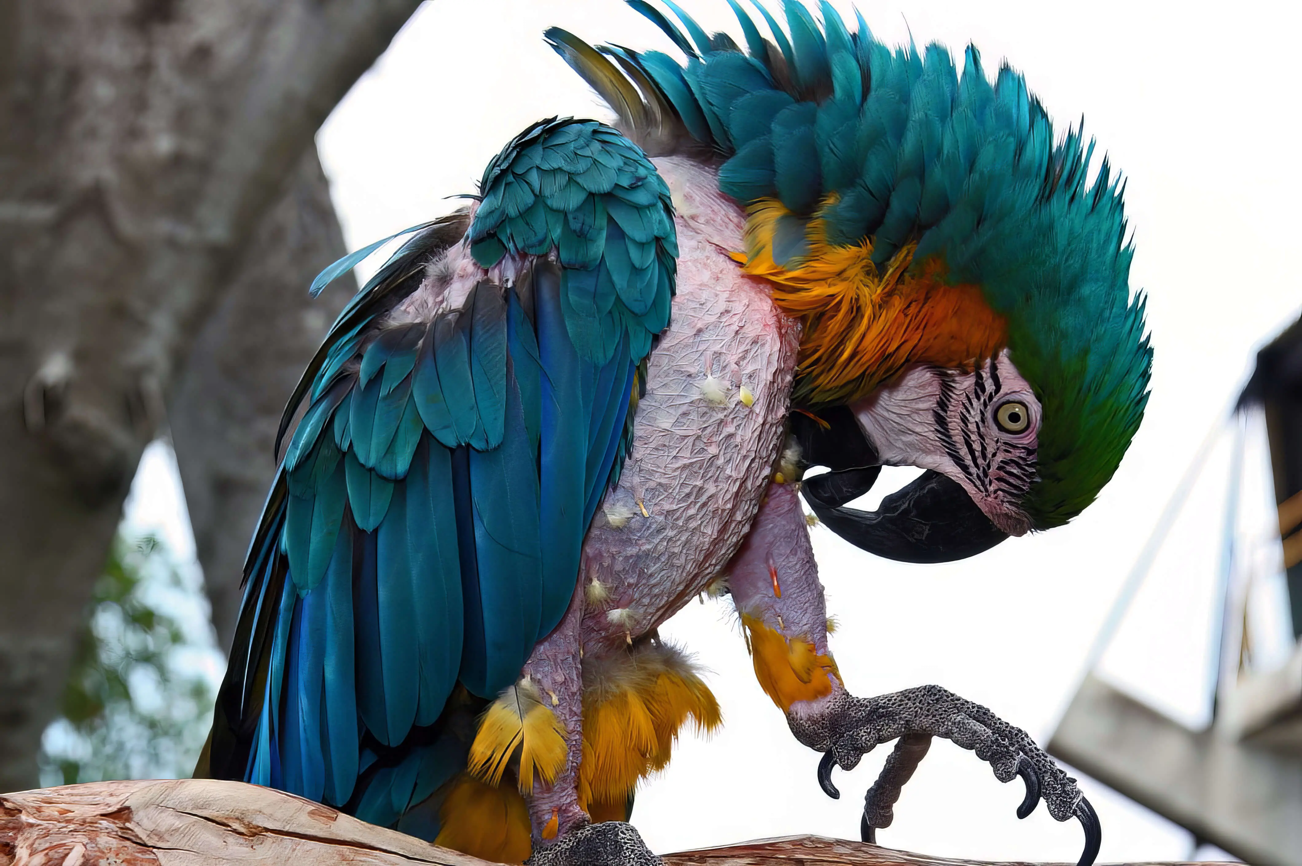 Bird Picking Off Feathers