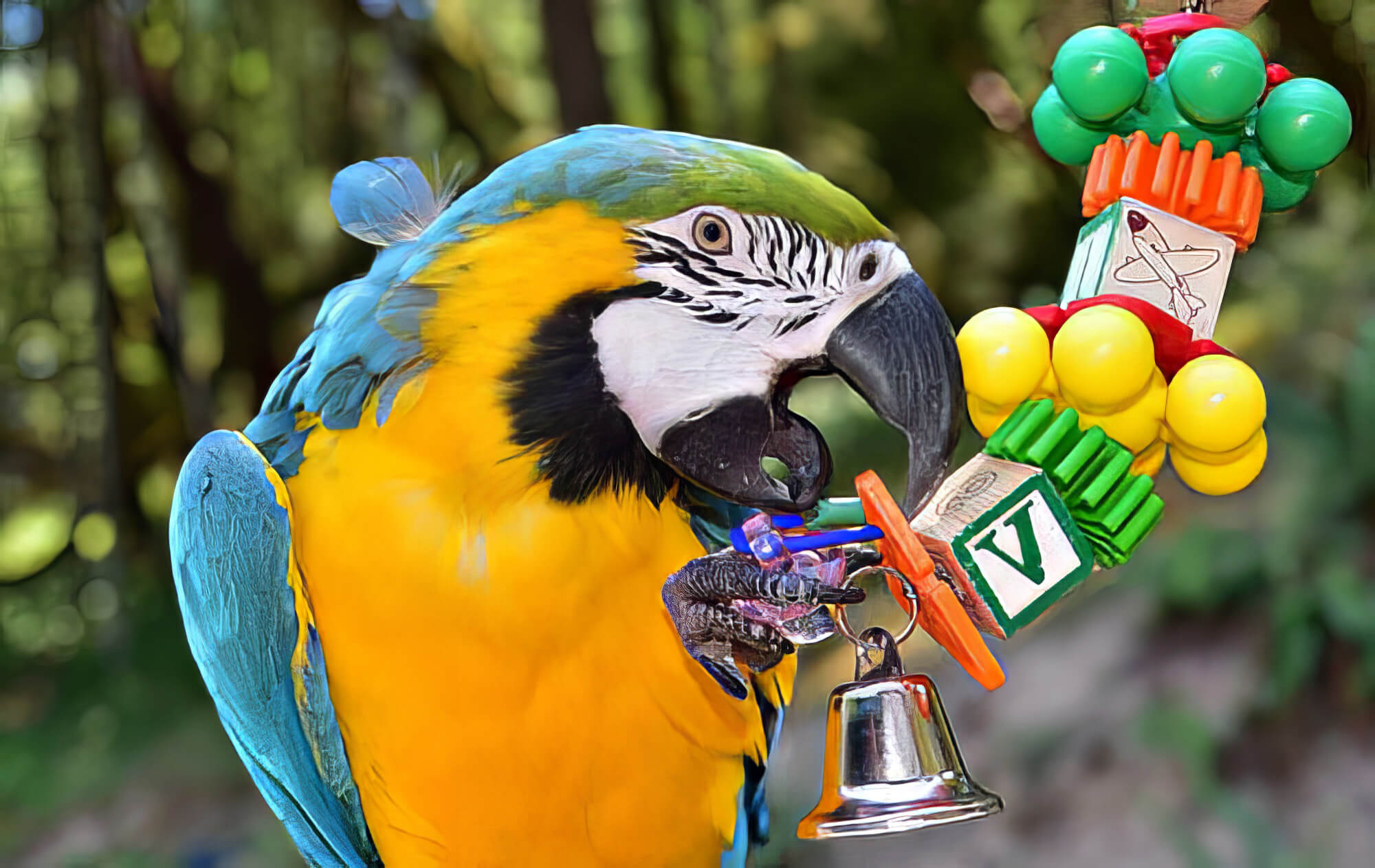 Bird Playing With Toys