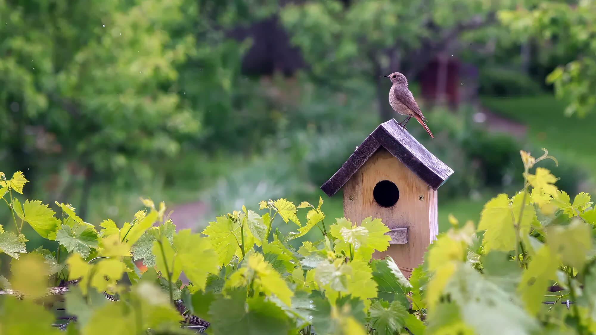 Bird Sitting On Bird House