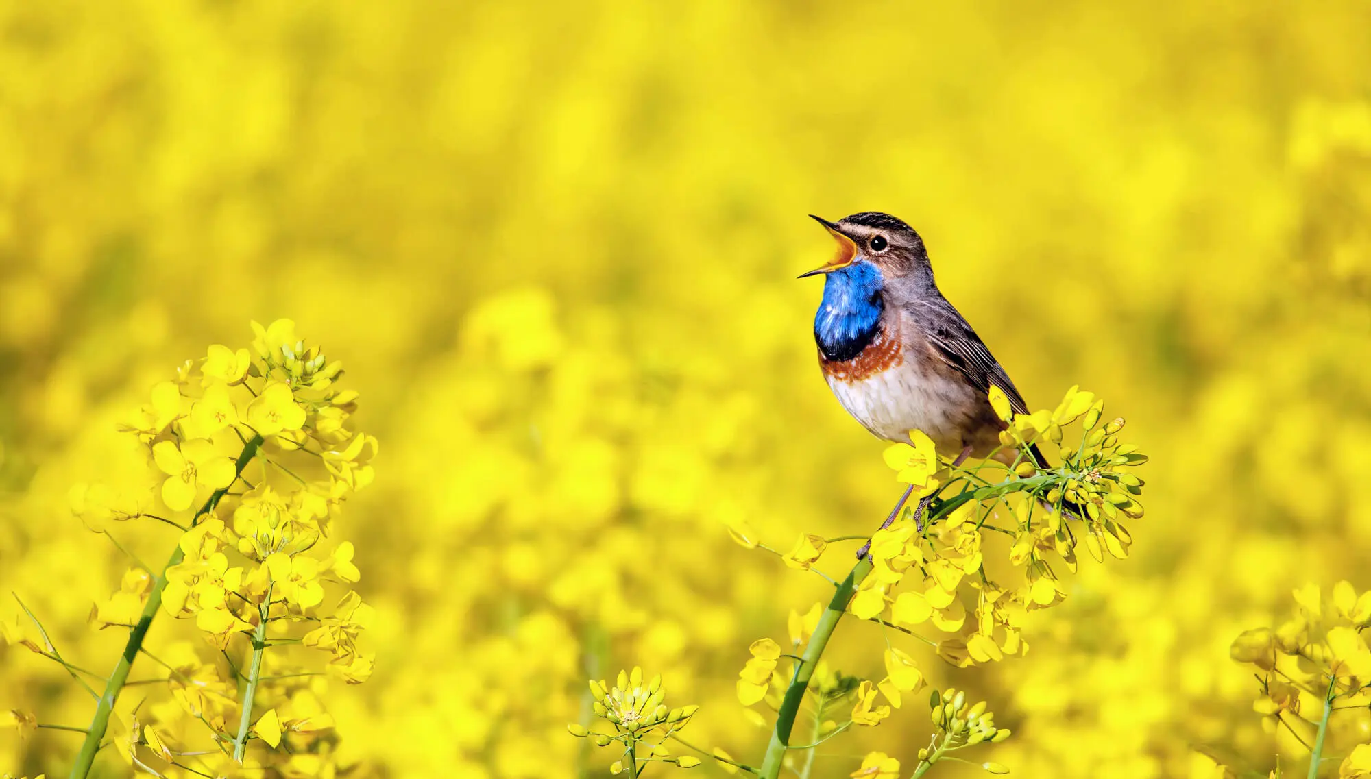 Bird Sitting On Yellow Plant Bird Sitting On Yellow Plant