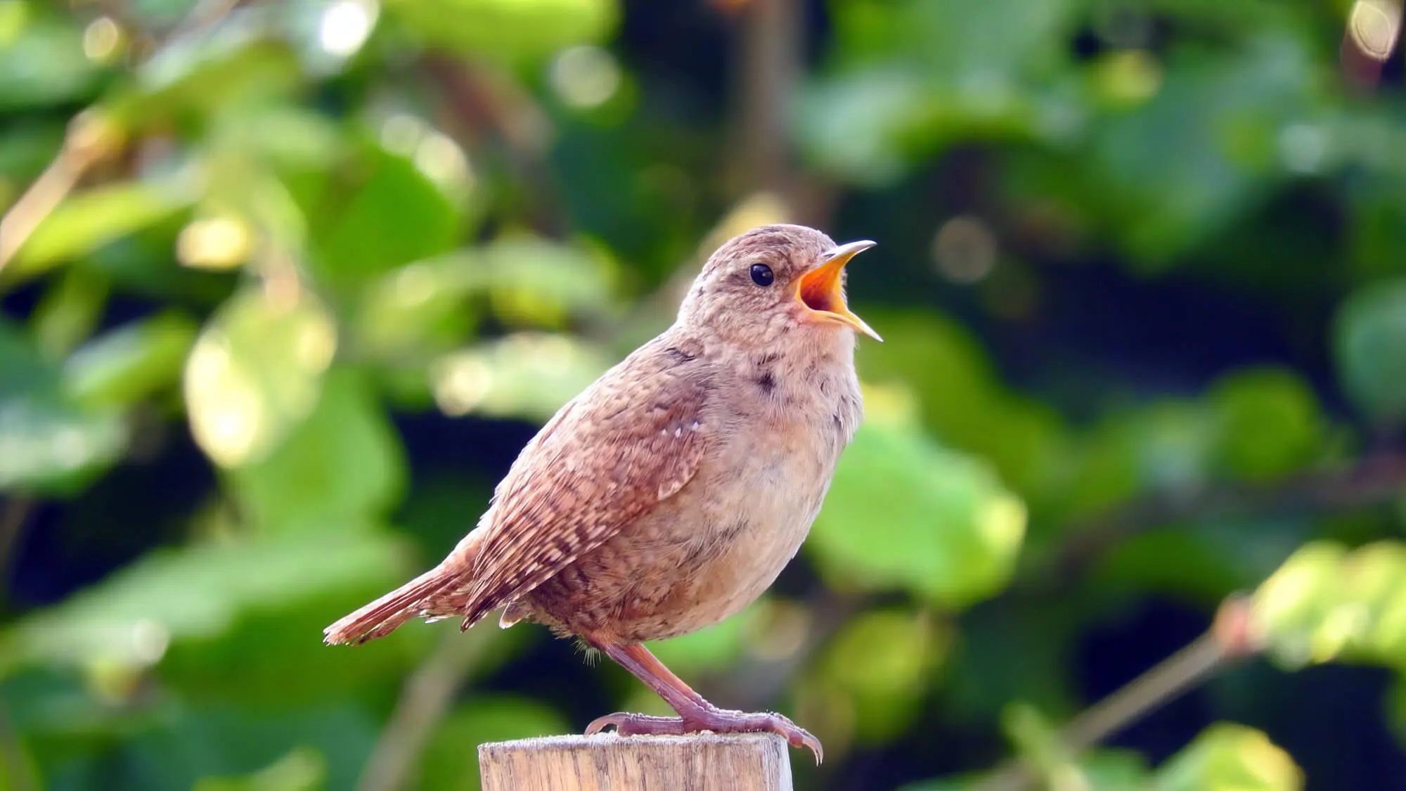 Bird Sitting Singing Songs Bird Sitting Singing Songs
