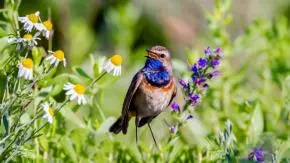 Birdsongs and What They Mean