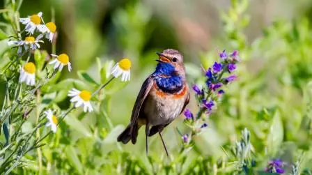 Birdsongs and What They Mean