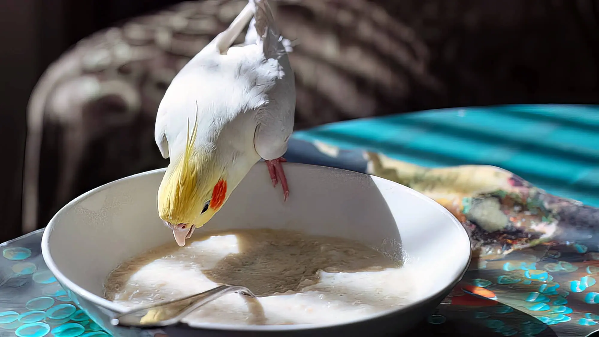 Birds Can Eat Pasta