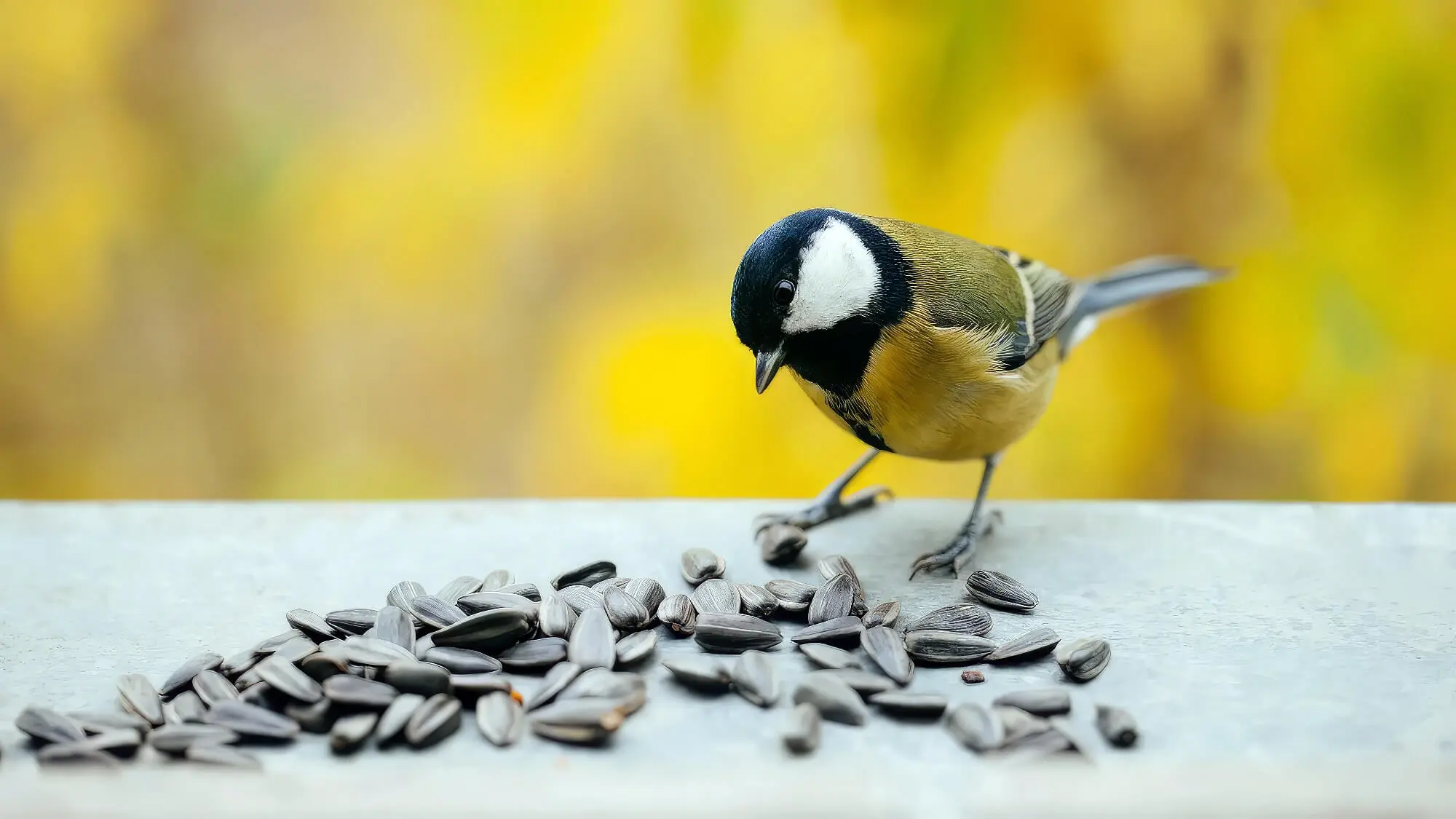 Birds Eat Certain Fruits Birds Eat Certain Fruits