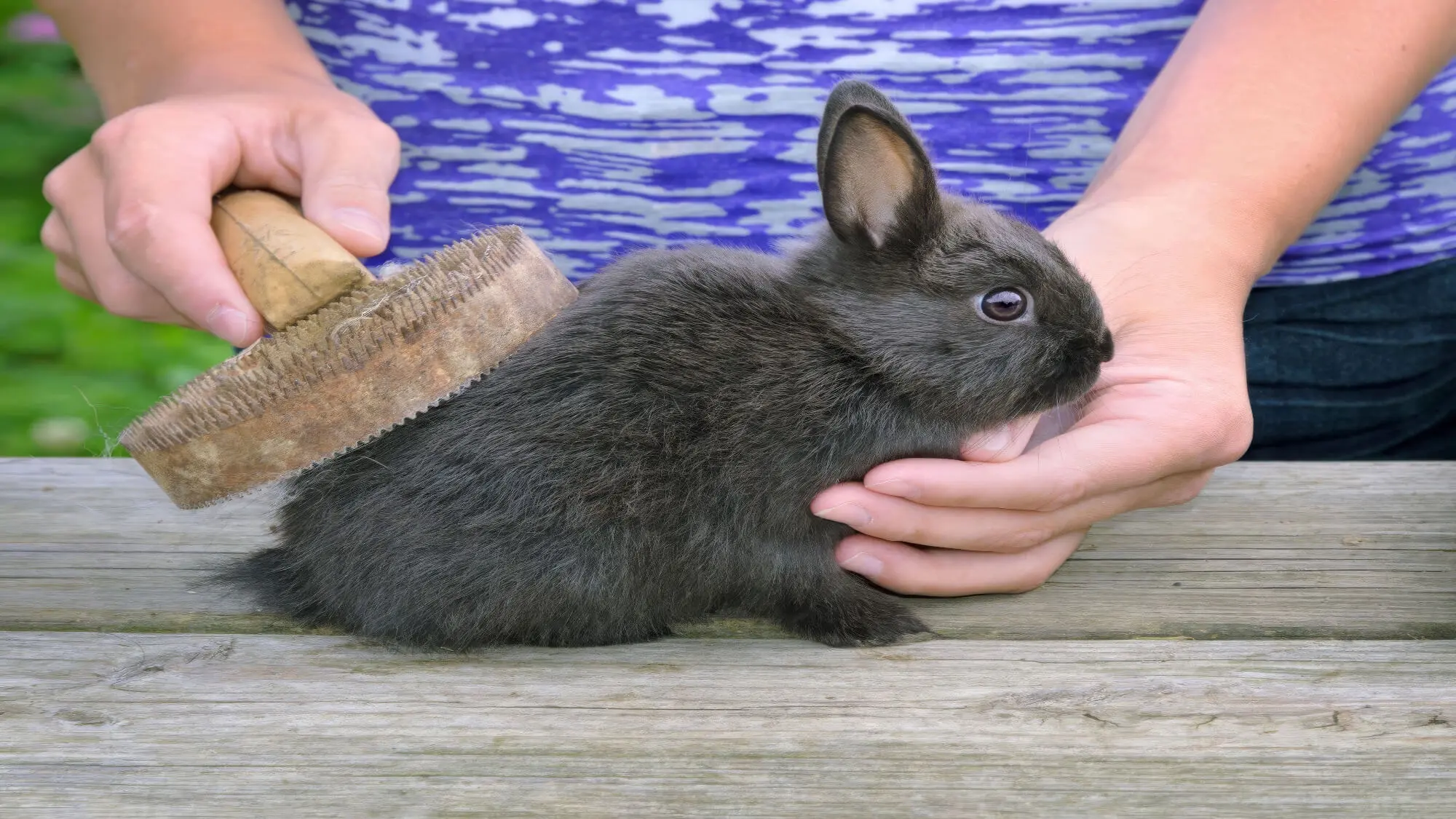 Black Bunny Being Brushed