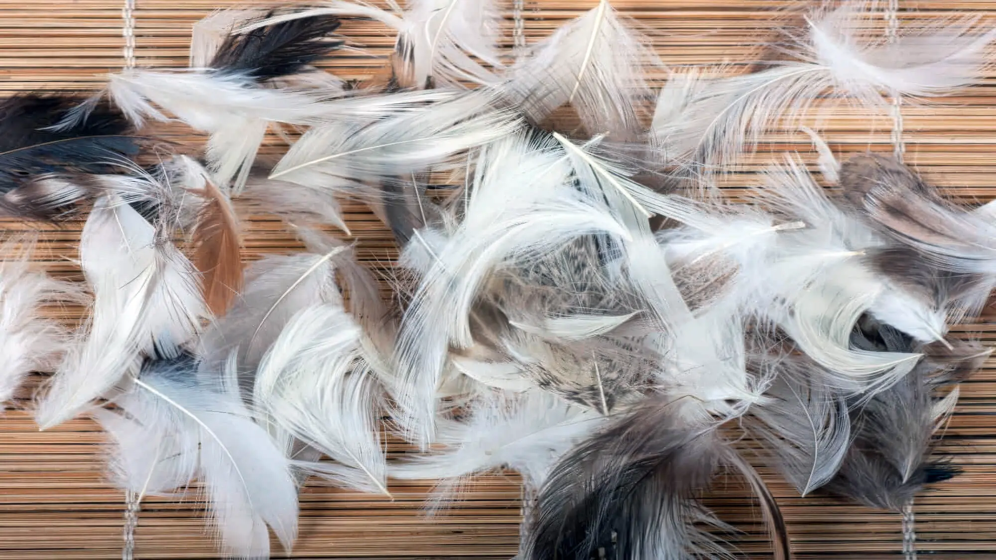 Black White Chicken Feathers