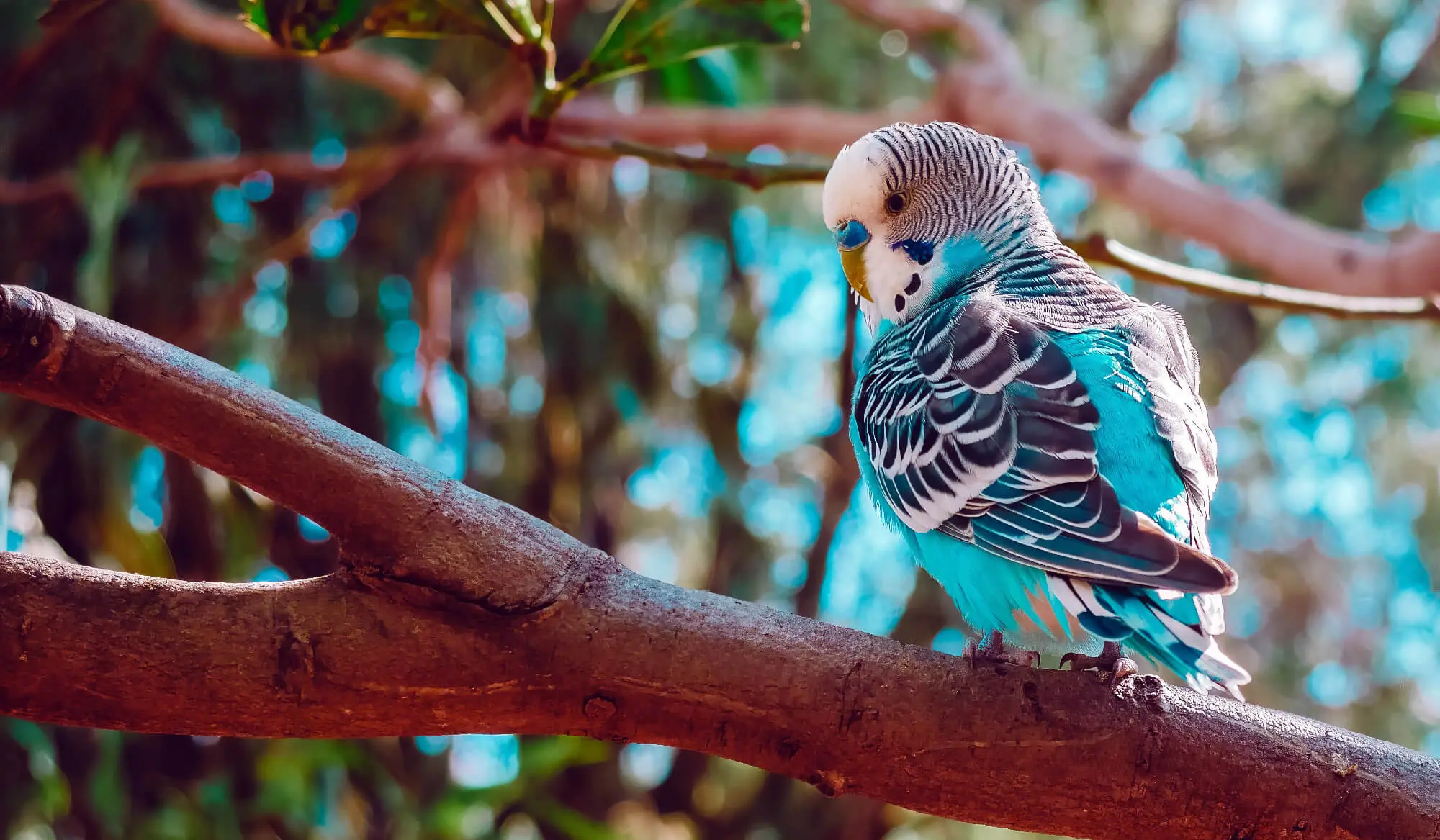 Blue Bird Sitting On Large Branch