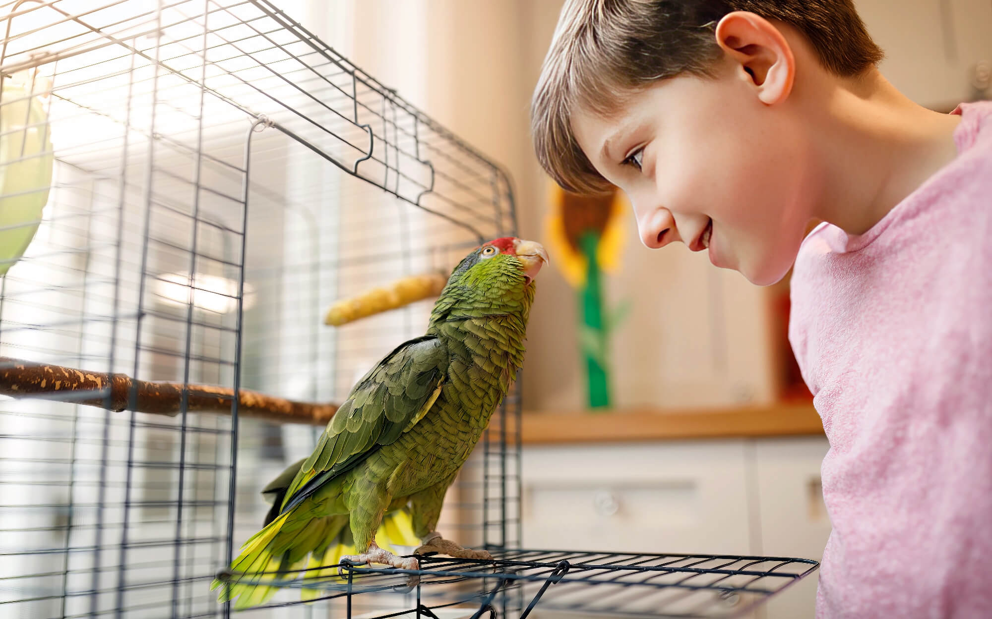 Boy Putting Bird Into Cage