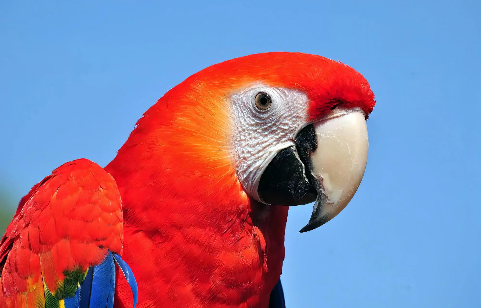 Bright Red True Parrot