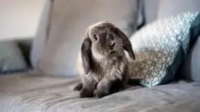 Bringing Your Bunny Home