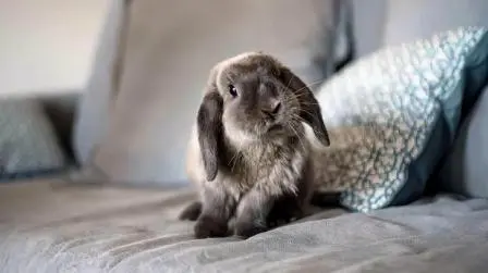 Bringing Your Bunny Home